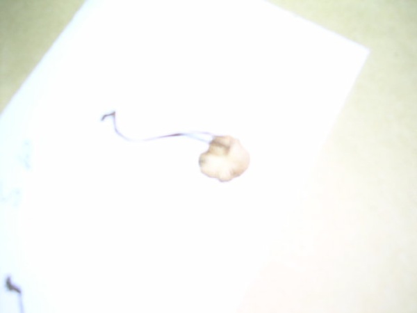 PSEUDOHYDNUM GELATINOSUN